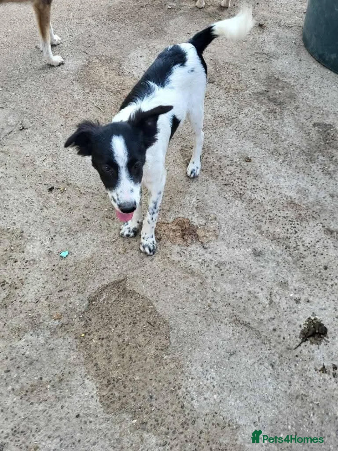 Mixed Breed dogs for adoption: Meet Freckles, currently residing in Sheffield  in Sheffield - Advert 11