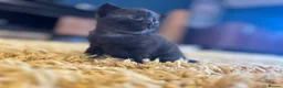 Mixed Breed cats for sale: Gorgeous kittens looking for forever homes - Advert 10