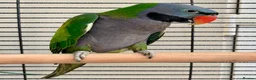 Parakeets birds for sale: Derbyan lord derby parakeet in Oldham - Advert 6
