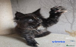 Maine Coon cats for sale: Maine Coon Kittens Tortie/Torbie Russian lines - Image 7