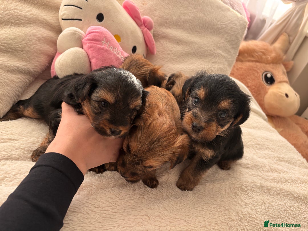 Yorkshire Terrier dogs for sale: Pedigree Yorkshire Terrier - Advert 26