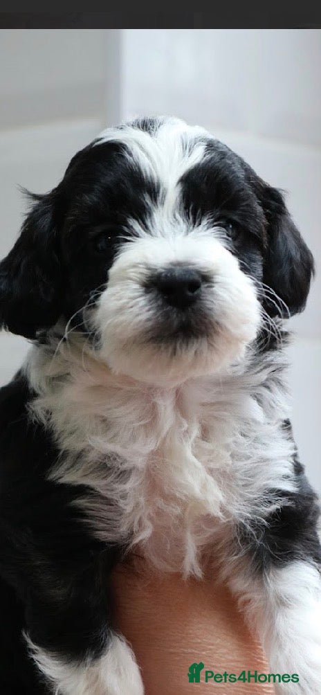 Mixed Breed dogs Tibbipoo - Advert 2