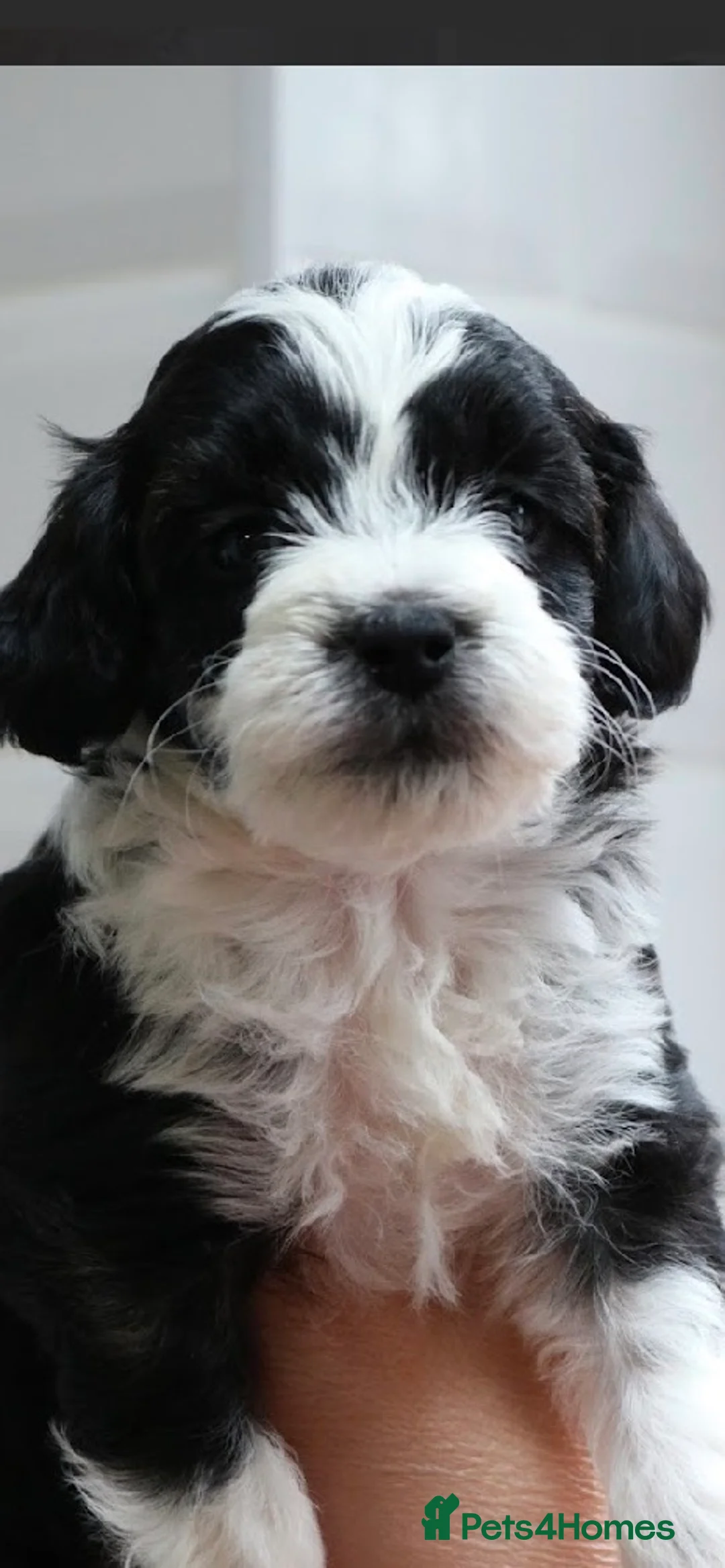 Mixed Breed dogs for sale: Tibbipoo - Advert 2
