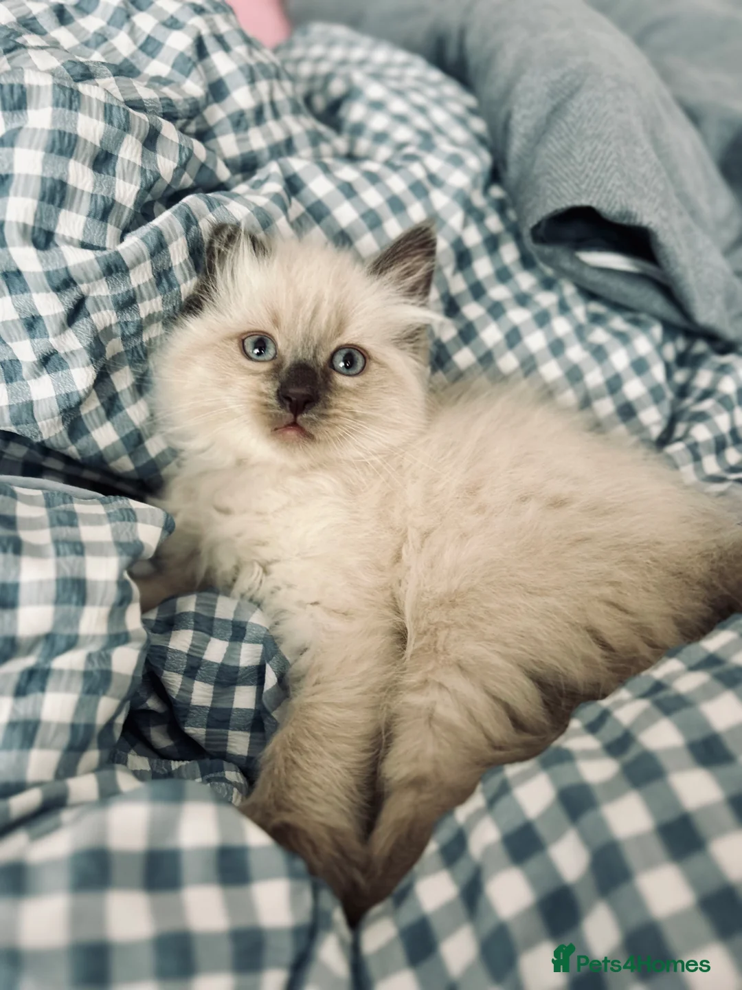 Ragdoll cats for sale: 😻Beautiful Purebred Ragdoll Kittens😻 - Advert 1