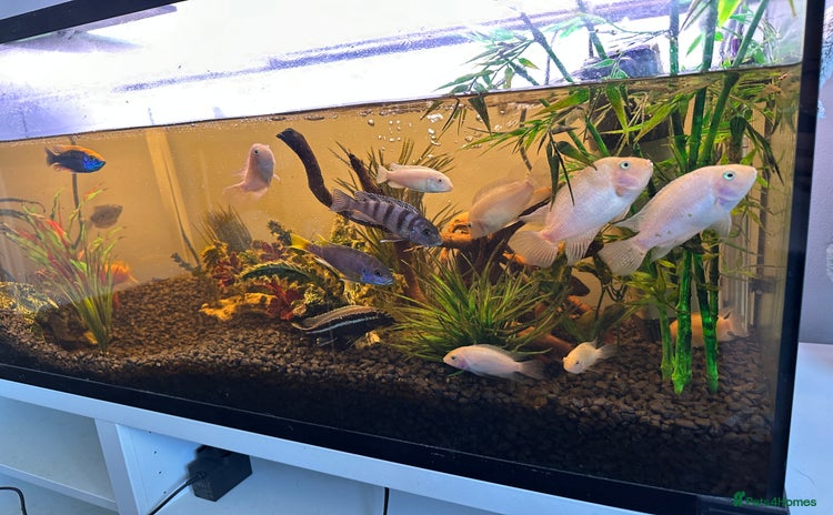 Cichlids fish - Advert 3