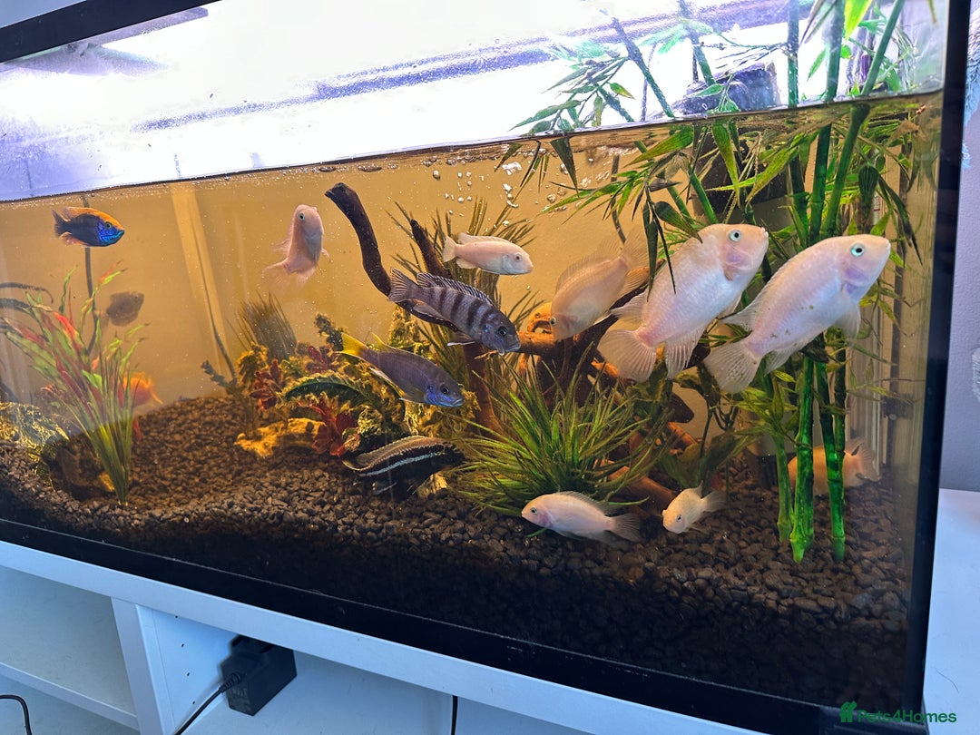 Cichlids fish for sale: Approx 25 cichlids of varying sizes  - Image 1