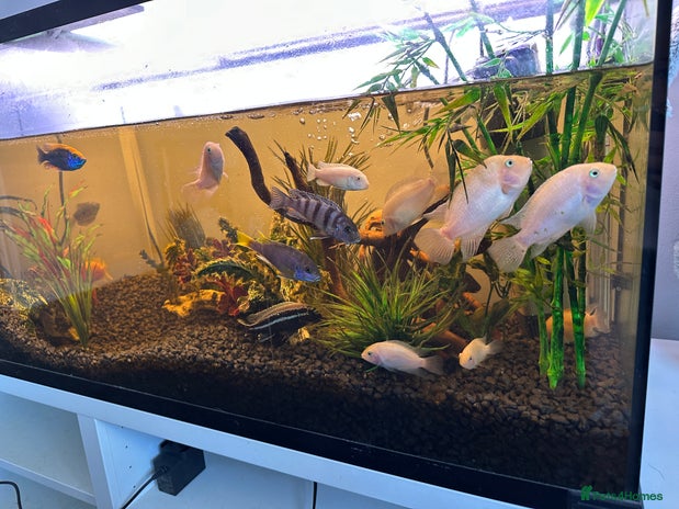 Cichlids fish - Advert 16