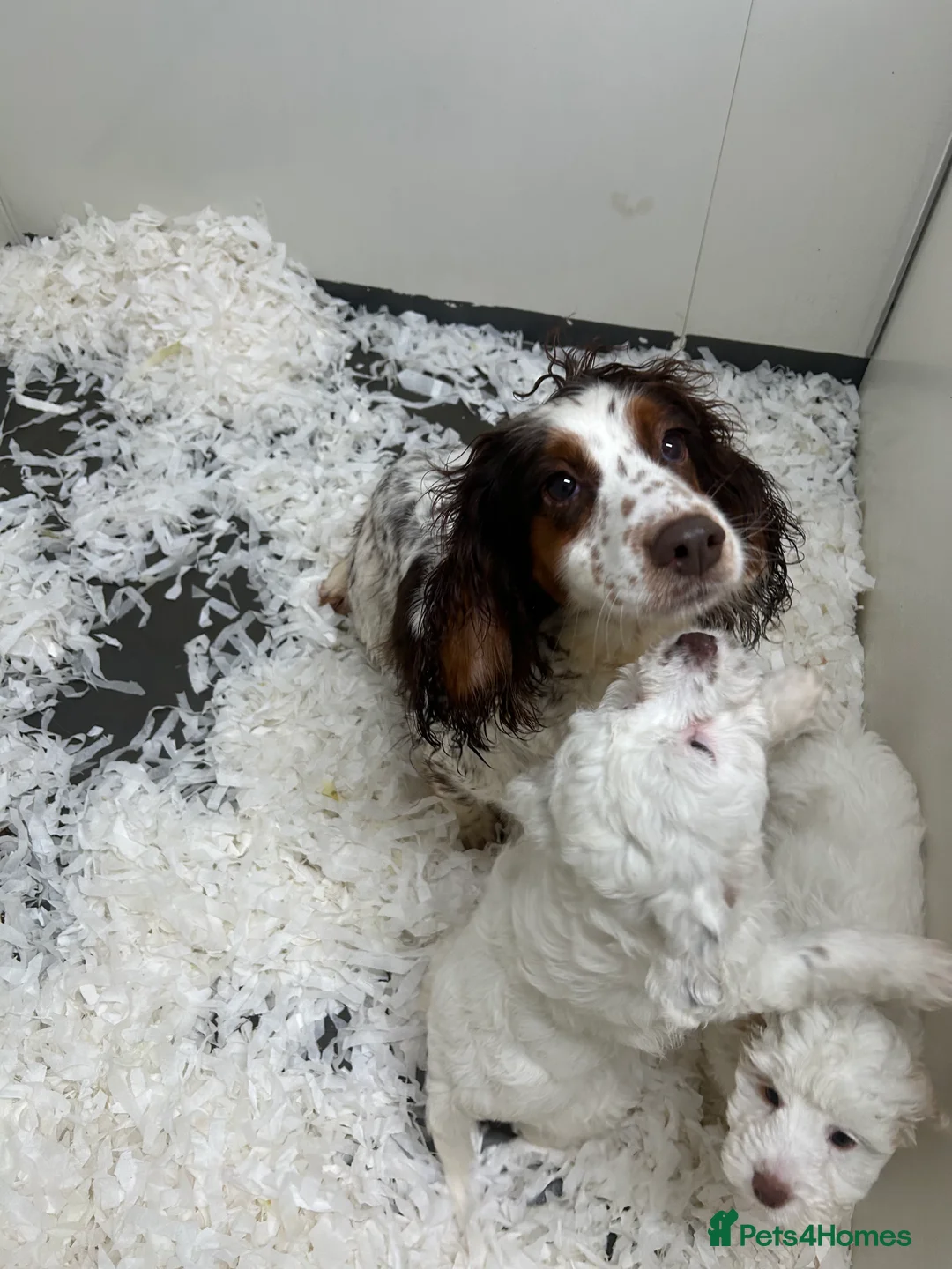 Cockapoo dogs for sale: Stunning f1 Cockerpoo puppies  - Advert 1