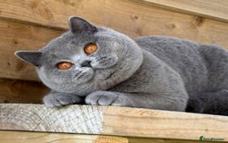 British Shorthair cats for sale: Beautiful kittens  - Image 17