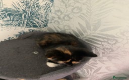 Domestic Shorthair cats for sale: Kittens  - Image 7
