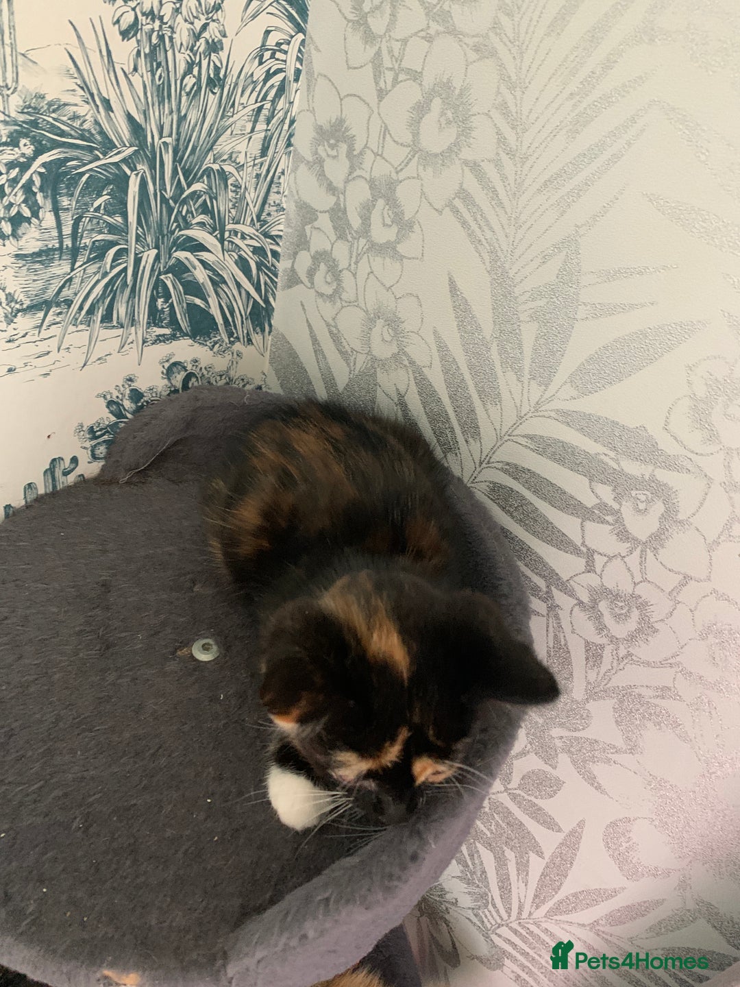 Domestic Shorthair cats for sale: Kittens  - Image 7