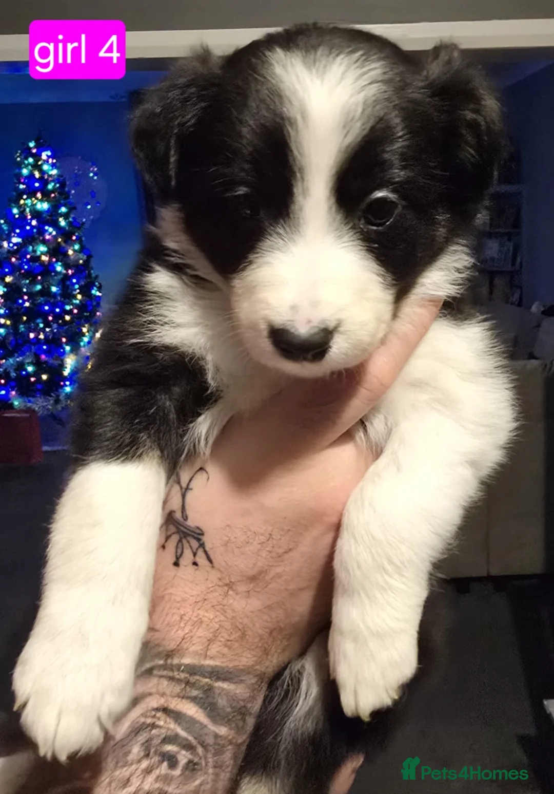 Border Collie dogs for sale: Border collie pups  - Advert 16