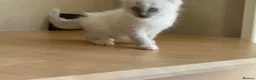 Ragdoll cats for sale: Beautiful Ragdols - Advert 10