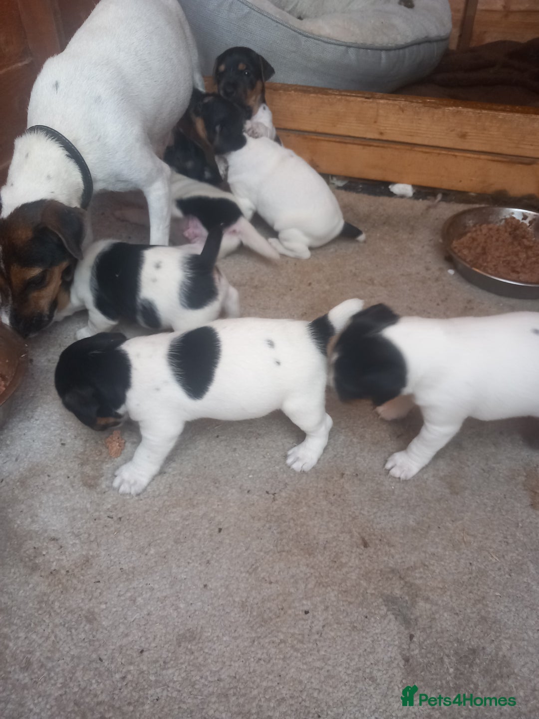 Jack Russell dogs for sale: Jack russell puppies  - Image 2