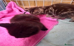Mixed Breed cats for sale: 5 kittens 2 males 3 females - Image 3