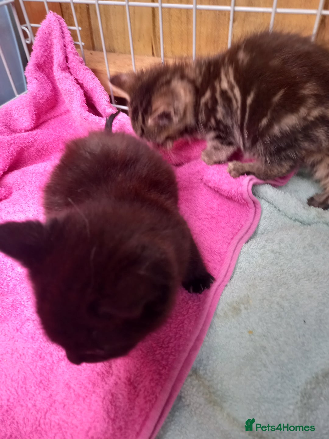 Mixed Breed cats for sale: 5 kittens 2 males 3 females - Image 3
