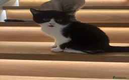 British Longhair cats for sale: Selling a kitten - Advert 2