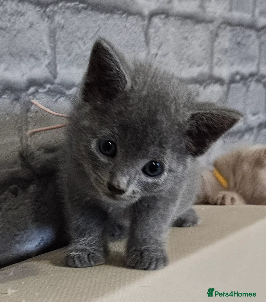 Russian Blue cats for sale: Russian blue  - Advert 13