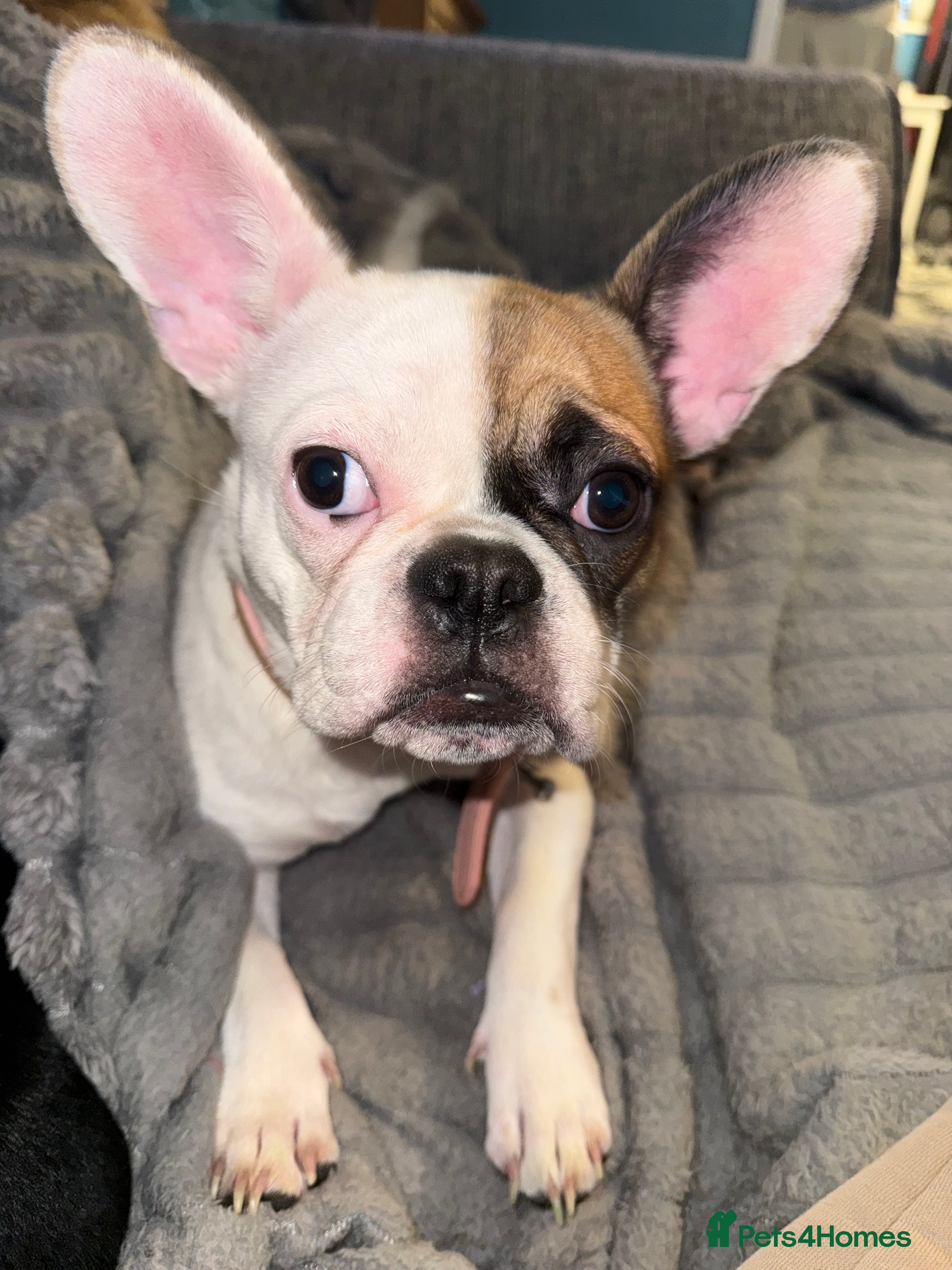 Mixed Breed dogs Beautiful French bulldog X Boston Terrier female - Advert 1