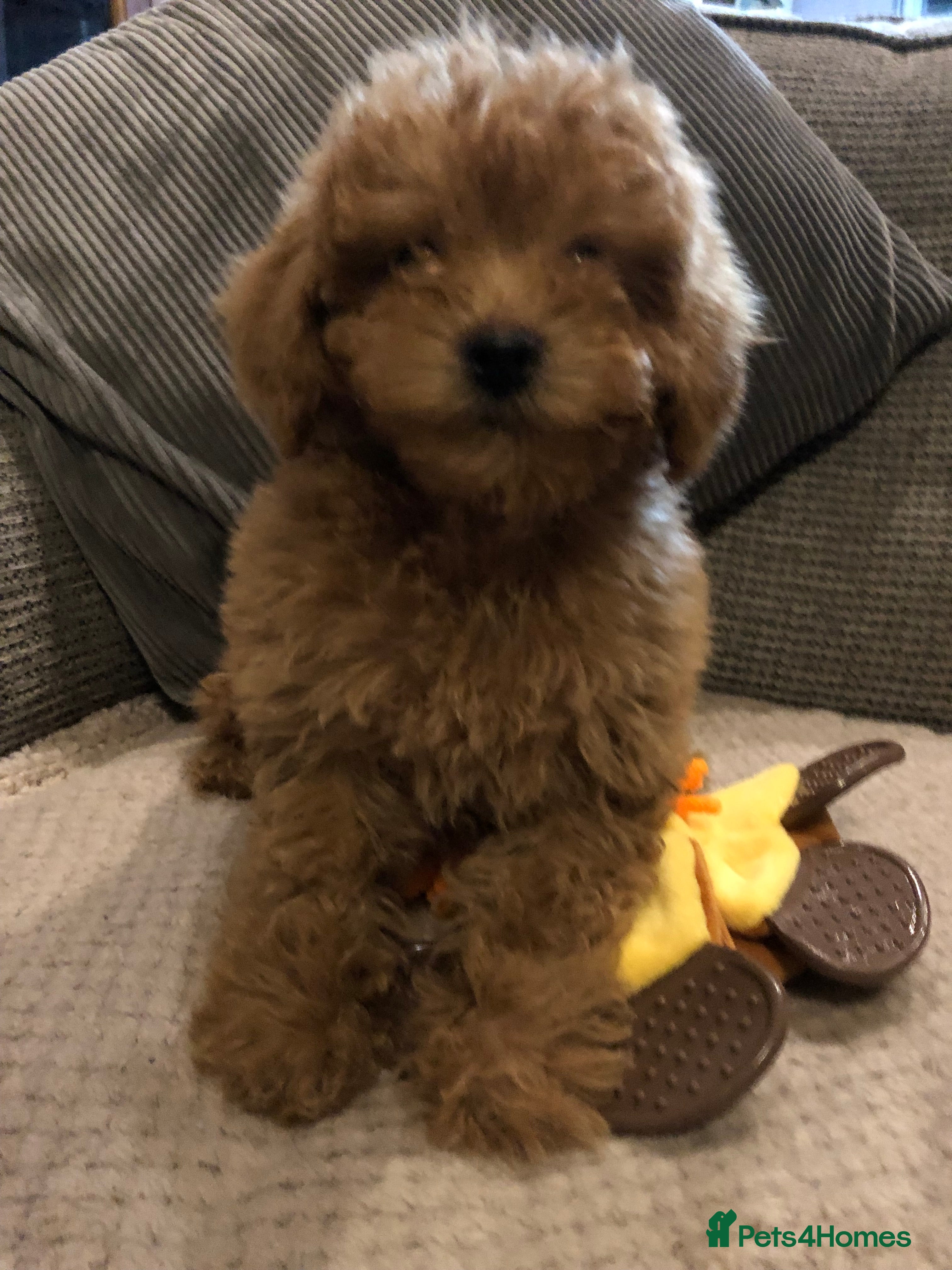 Mixed Breed dogs shihtzu cross puppies for sale - Advert 17