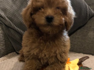 Mixed Breed dogs shihtzu cross puppies for sale - Advert 1