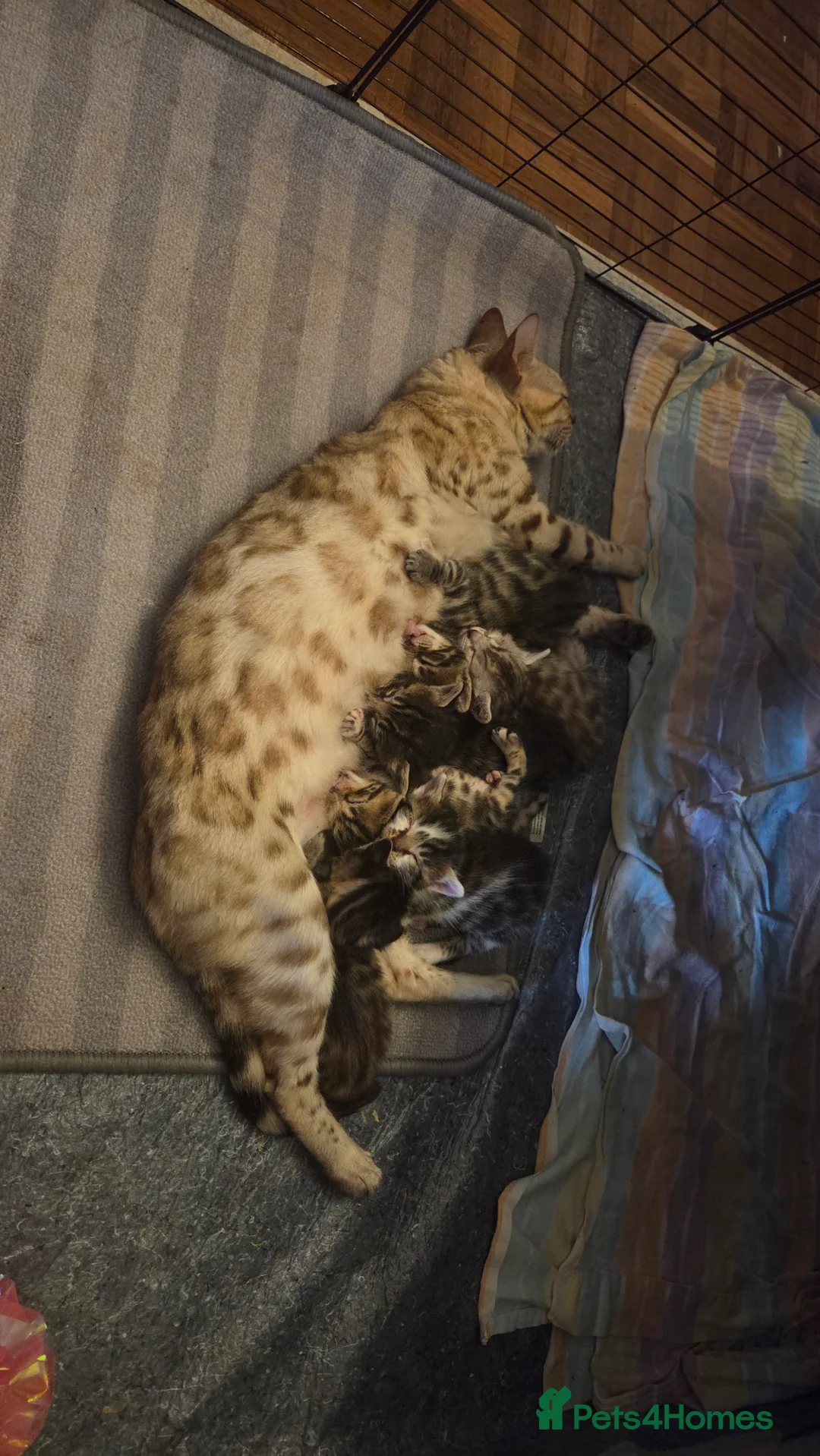 Bengal cats for sale: Kittens looking for loving homes  in Bournemouth - Advert 2