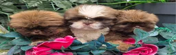 Shih Tzu dogs for sale: Beautiful Shihtzu boys chocolate sable choc parti - Advert 21