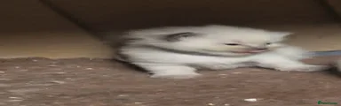 Ragdoll Kitten 4