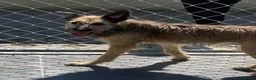 Mixed Breed dogs for adoption: Clyde, 1 yr old approx. Available for adoption. in Brixham - Advert 3