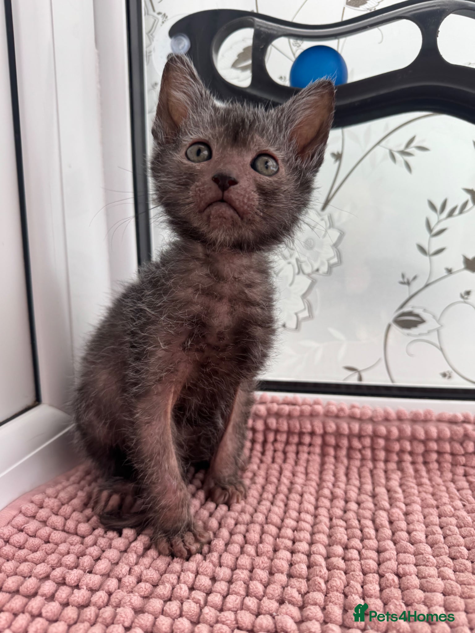 Lykoi cats Lykoi Kittens  - Advert 1