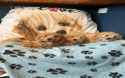 Cavachon dogs for sale: Fluffball Cavapoos ready to go 💕 - Image 11