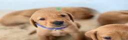 Labrador Retriever dogs for sale: Labrador Retriever puppies - Advert 28
