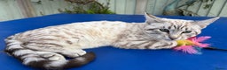 Savannah cats for sale: Superb polydactyl snow leopard girl  - Advert 7