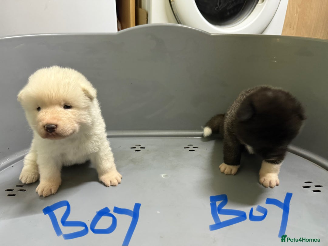 Akita dogs for sale: American Akita Puppies - Image 7