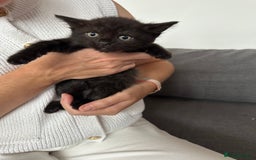 Ragdoll cats for sale: Beautiful Ragdoll X Kittens  - Image 3