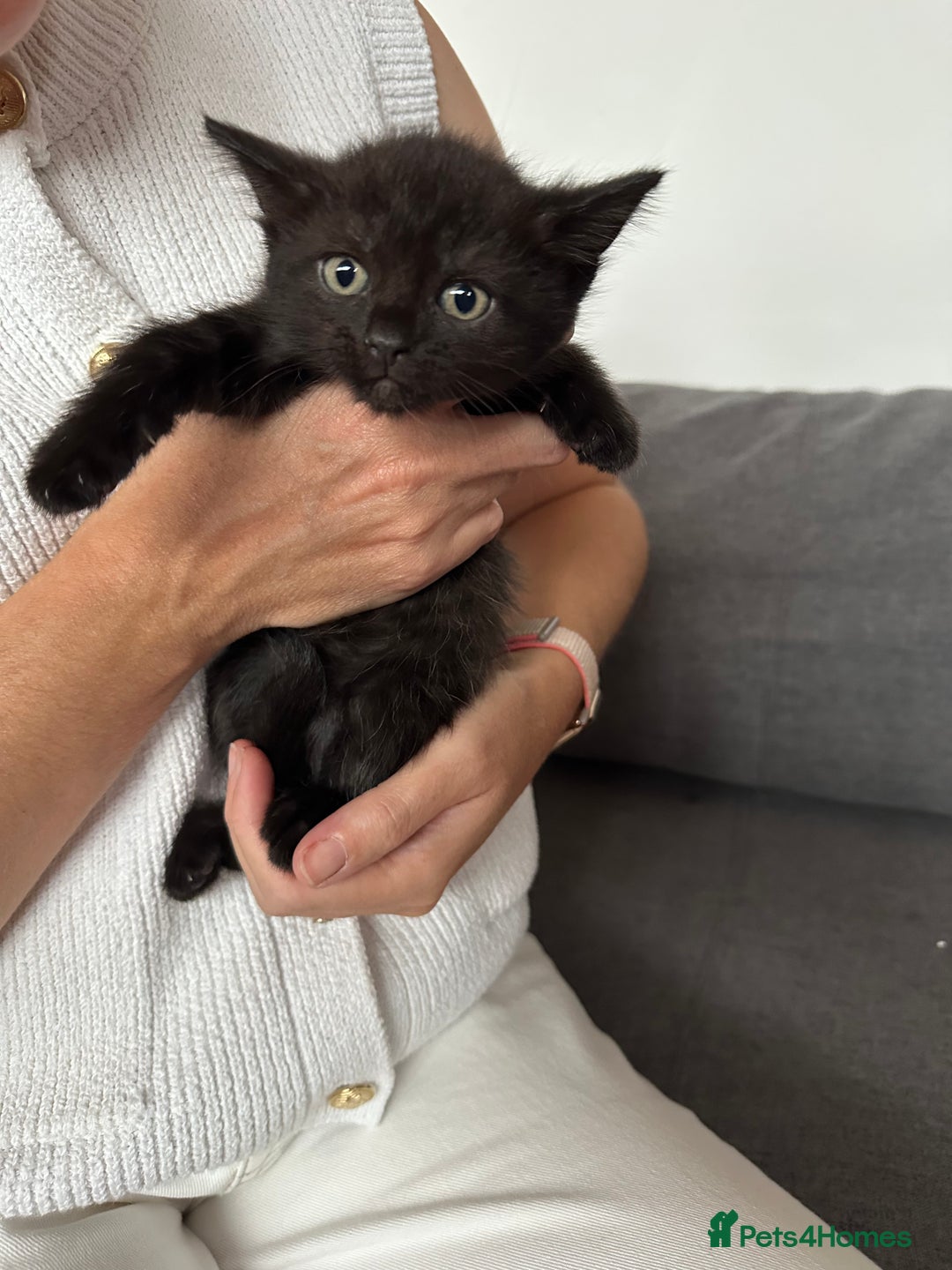 Ragdoll cats for sale: Beautiful Ragdoll X Kittens  - Image 3
