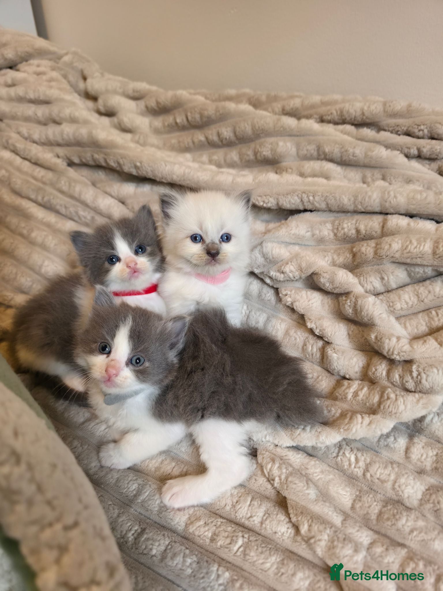 Mixed Breed cats Ragdoll x - Advert 17