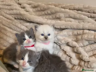 Mixed Breed cats Ragdoll x - Advert 17