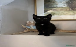 British Shorthair cats for sale: Stunning little kitten for sale  - Image 4