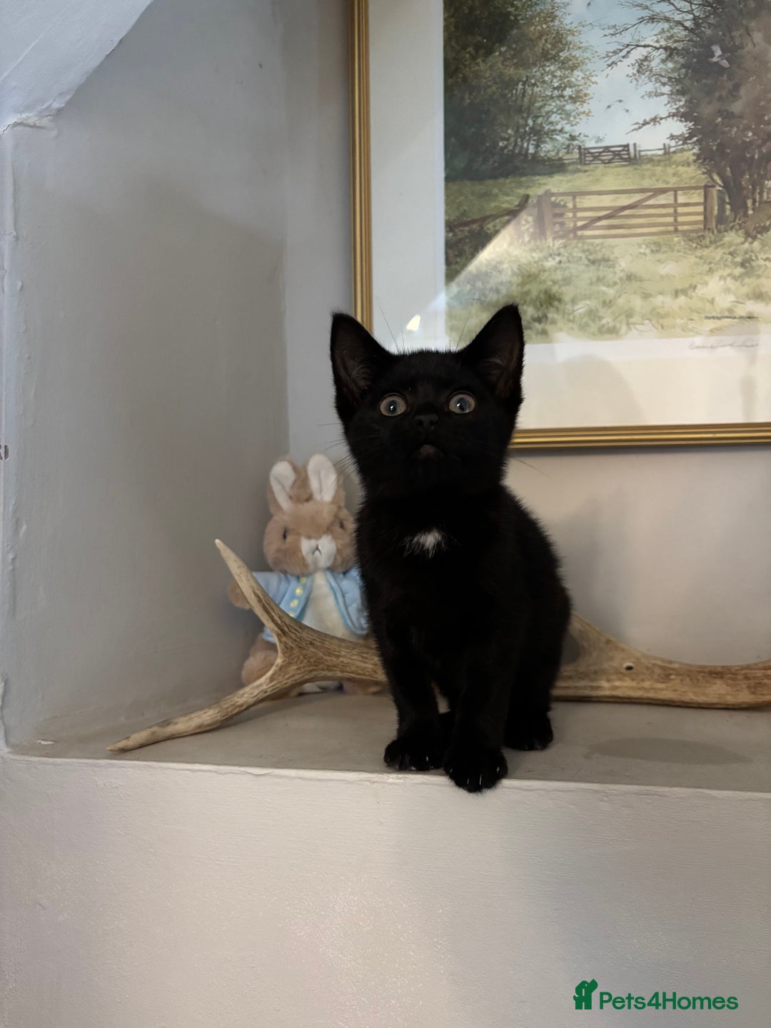 British Shorthair cats for sale: Stunning little kitten for sale  - Image 4