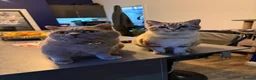 Mixed Breed cats for sale: Neutered male cat  - Advert 14