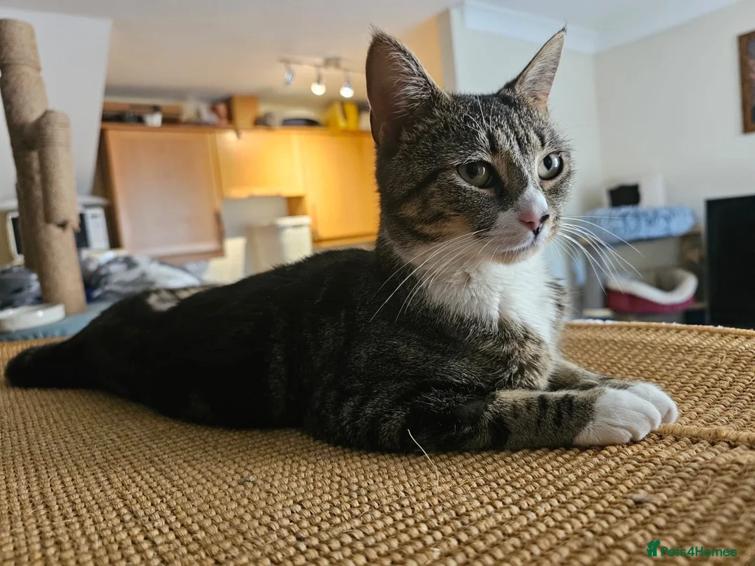 Mixed Breed cats for adoption: Young female tabby rescue cat - Sheiley - Advert 2