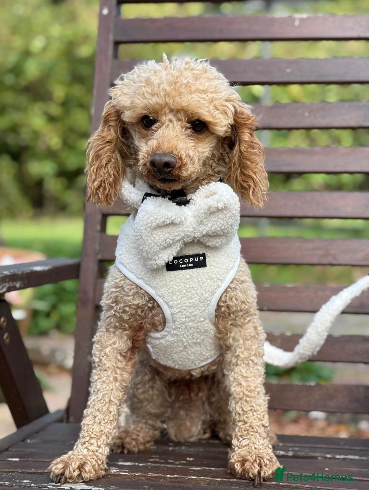 Miniature Poodle dogs ✨ Proven Toy Poodle Stud ✨ - Advert 5