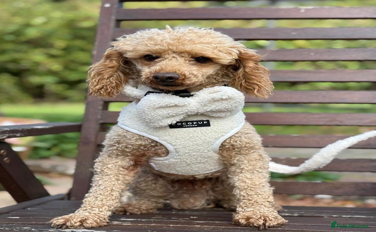 Miniature Poodle dogs - Advert 2