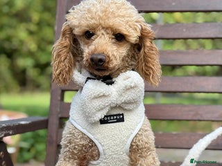 Miniature Poodle dogs - Advert 5