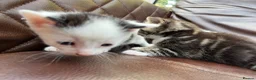 Mixed Breed cats for sale: 4 black and white kittens for sale  - Advert 9