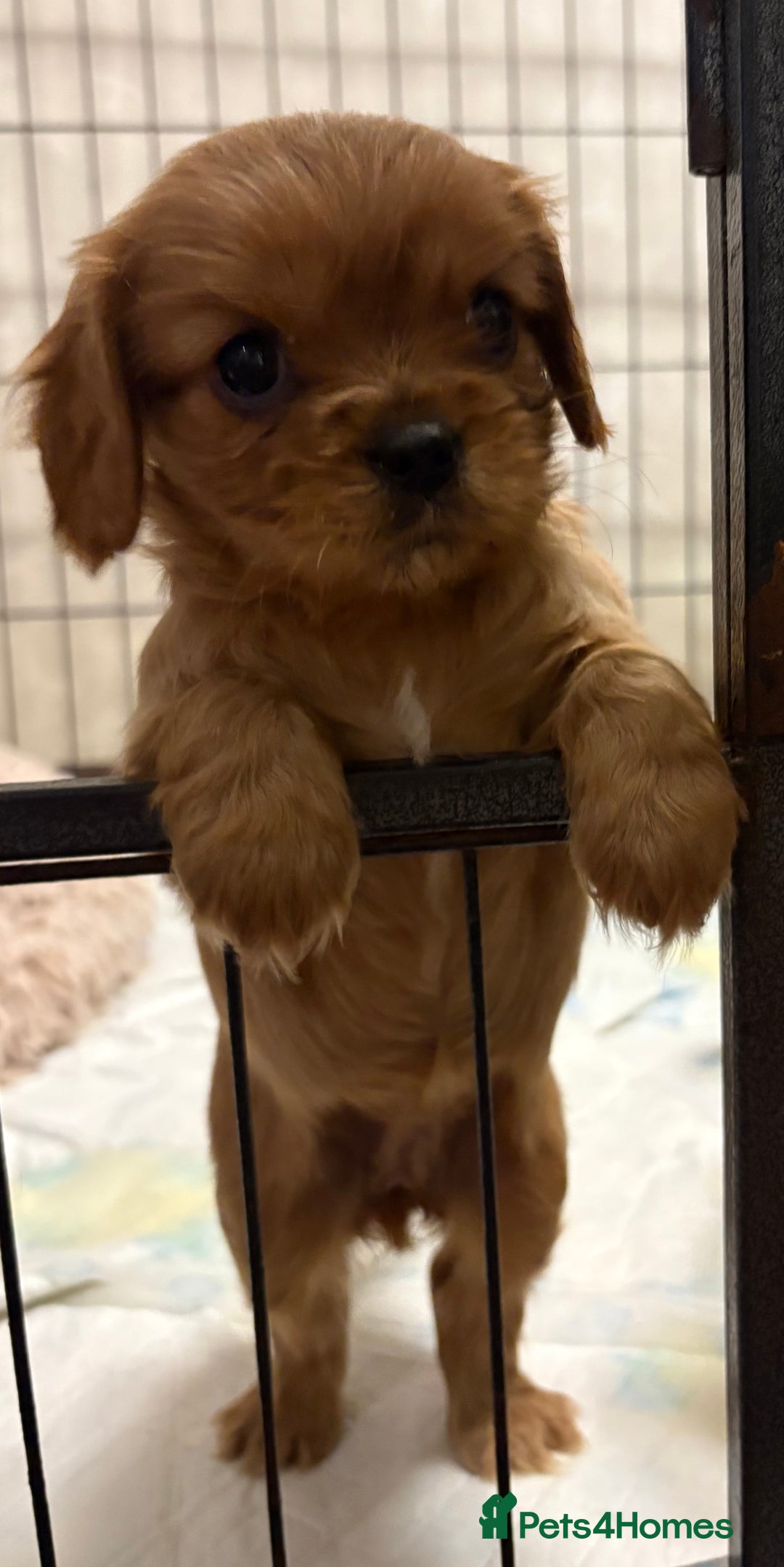 Cavalier King Charles Spaniel dogs for sale: Beautiful King Charles cavalier  - Advert 7