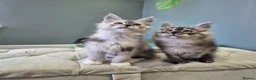 Maine Coon cats for sale: Black smoke and Silver kittens - Advert 3