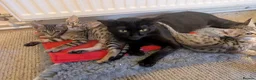 Savannah cats for sale: Stunning, affectionate, TICA f5sbt Savannahs - Advert 11