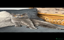 British Shorthair cats for sale: Gorgeous Champions line British Shorthair - Image 22